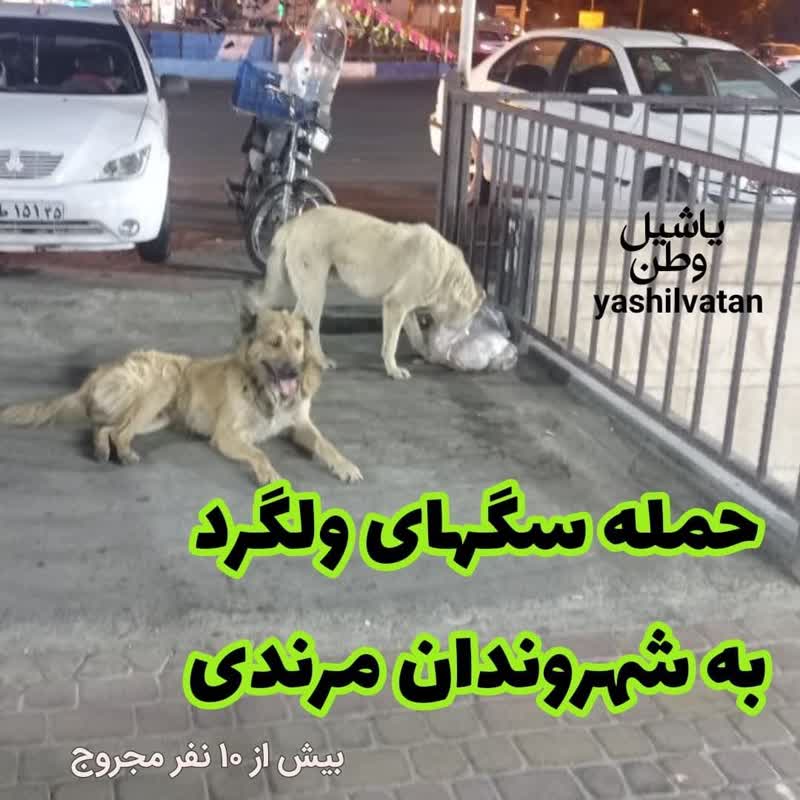 حمله سگ هار به شهروندان مرندی ۱۲ مصدوم برجای گذاشت