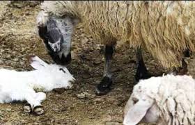 چند خبر از آذربایجانشرقی/ ۲۳ اردیبهشت