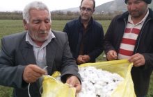 خرید بیش از ۲۲۰۰ تن وش پنبه از پنبه کاران استان تاکنون