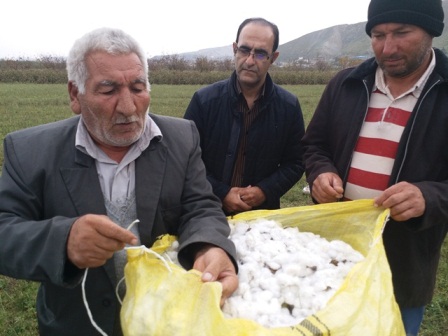 خرید بیش از ۲۲۰۰ تن وش پنبه از پنبه کاران استان تاکنون