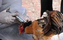 معدوم‌سازی حدود ۹۰۰ هزار قطعه جوجه در مرغداری‌های بناب به علت شیوع آنفولانزای مرغی