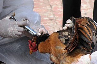 معدوم‌سازی حدود ۹۰۰ هزار قطعه جوجه در مرغداری‌های بناب به علت شیوع آنفولانزای مرغی