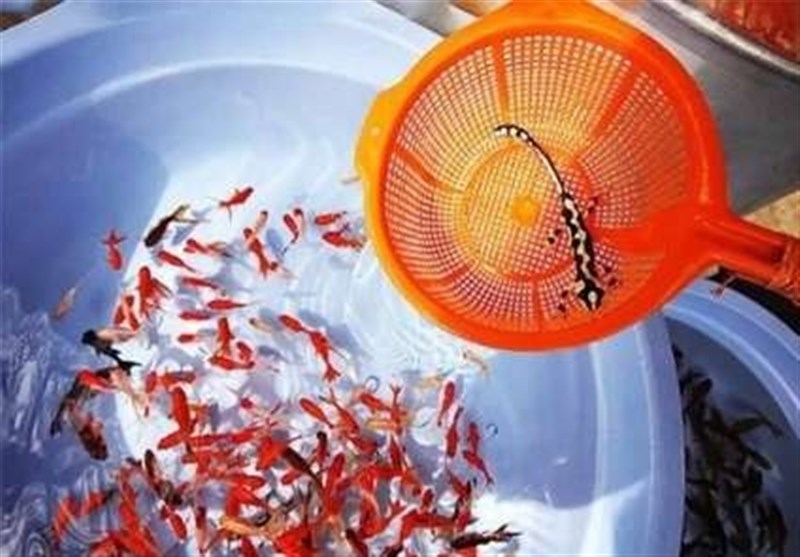 خرید و فروش گونه‌های جانوری در آذربایجان شرقی ممنوع است‌