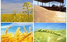 مراکز خرید تضمینی گندم در استان افزایش می‌یابد/ خرید تضمینی گندم تنها از کشاورزان انجام می‌شود