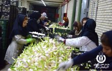 رد مطلب کذب سایت آذرقلم/ صادارت سیر به روسیه واقعیت دارد