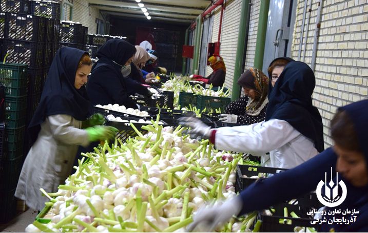 رد مطلب کذب سایت آذرقلم/ صادارت سیر به روسیه واقعیت دارد