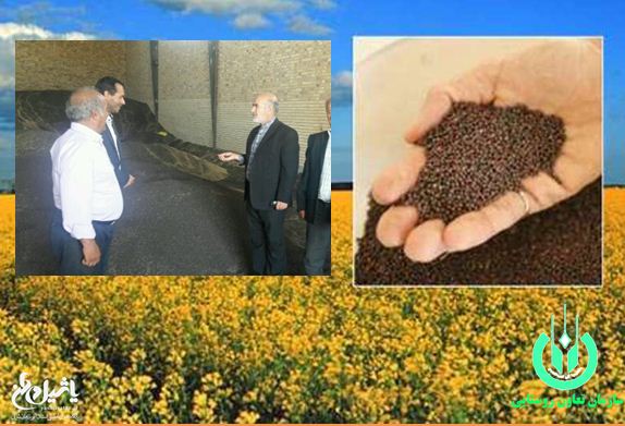 خرید دانه های روغنی و گندم در آذربایجان شرقی شروع شد/ خرید بیش از دو هزار تن کلزا تا امروز