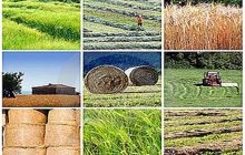 تبریز| نخبگان باید وارد تشکل‌های تعاون روستایی شوند