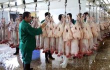 آغاز فعالیت عرضه دام در ۲۷ مرکز / کشتار دام در خیابان ممنوع می‌شود