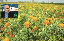 آغاز خرید تضمینی گلرنگ در آذربایجان شرقی