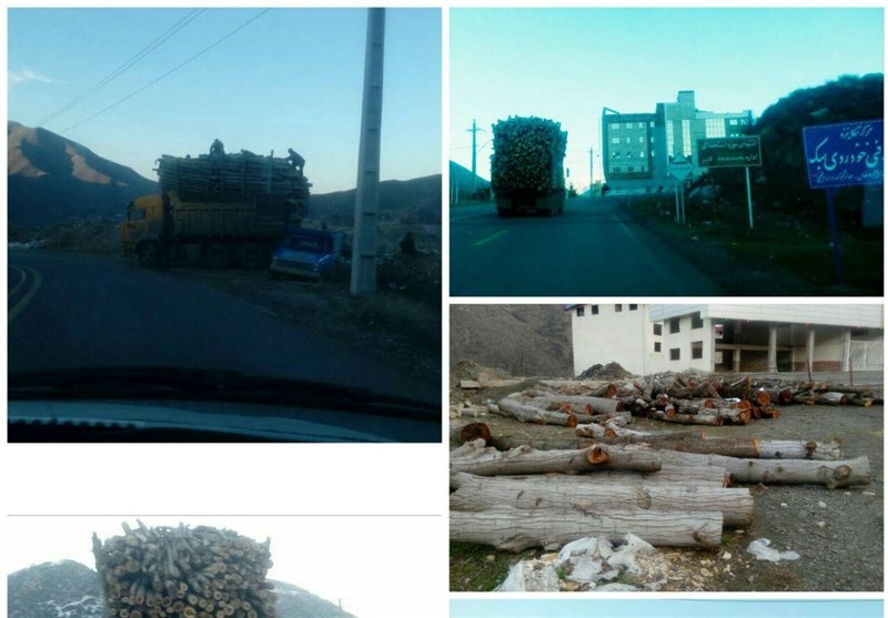 قطع گسترده درختان در بهشت گمشده آذربایجان/ تیغ تیزِ تبرهای سوداگران بر تَن درختان ارسباران