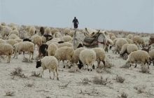 واردات هفتگی ۵۰ هزار راس گوسفند زنده/ عرضه فراوان گوشت ۴۰ هزار تومانی بدون صف