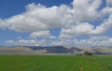 کشت فراسرزمینی ۴۲۸هزار هکتار زمین توسط ایران در ۹ کشور