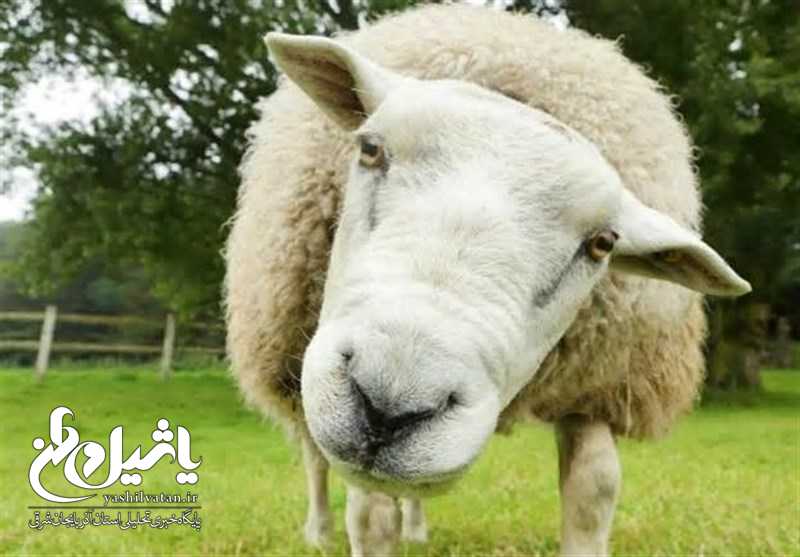 پرواز گوسفندهای رومانی به ایران