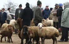 تایید قاچاق دام مولد از کشور/ معاون وزیر جهاد: خروج دام زنده گسترده باشد به مشکل می‌خوریم