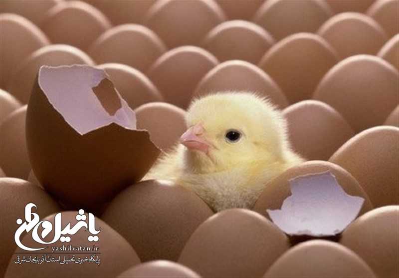 ۲۴۷ میلیون قطعه جوجه‌ریزی در ۲ ماه اخیر انجام شد/ کاهش قیمت مرغ در راه است
