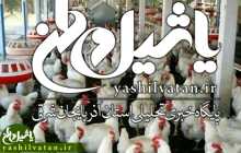 دکتر مسلمی خبر داد: تسهیل در رفع موانع عضویت کلیه مرغداران گوشتی درسطح شرکت ها و اتحادیه سراسری