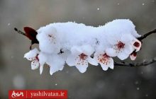 بارش برف سنگین بهاری در آذربایجان شرقی به روایت تصویر