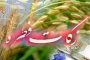دریادار سیاری: توان موشکی غیرقابل مذاکره است
