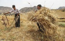 ۲.۲ میلیون تن گندم از کشاورزان خریداری شد
