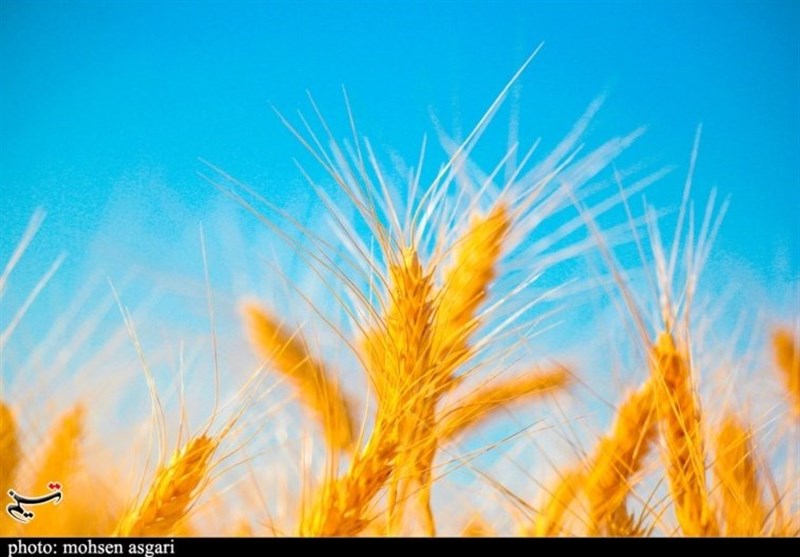 آماده‌باش آذربایجان شرقی برای مقابله با آفت شدید سن گندم و هجوم ملخ‌ها
