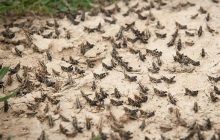 ماجرای پیشنهاد خرید تضمینی «ملخ»/ سازمان حفظ نباتات: مخالفیم