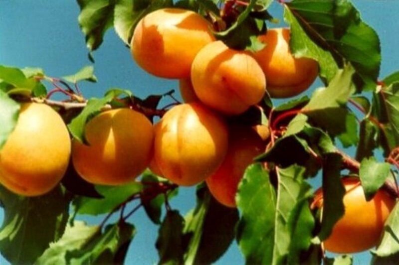 برداشت زردآلو از باغات مرند آغاز شد