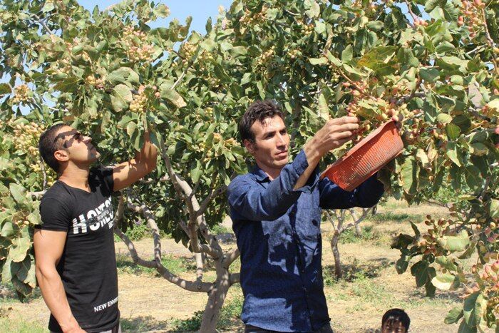 کاهش ۱۵ درصدی برداشت پسته از باغات یامچی مرند