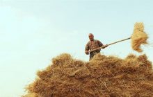 برداشت ۸۰۰ هزار تن گندم در آذربایجان‌شرقی پیش‌بینی ‌می‌شود