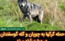 حمله سه گرگ به گوسفندان در دهستان دولت آباد مرند