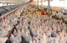 بزرگترین شهرک دامپروری استان در یامچی شروع به کار میکند
