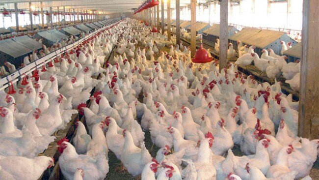 بزرگترین شهرک دامپروری استان در یامچی شروع به کار میکند