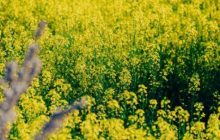 پیش بینی برداشت پنج هزار تن کلزا در آذربایجان شرقی