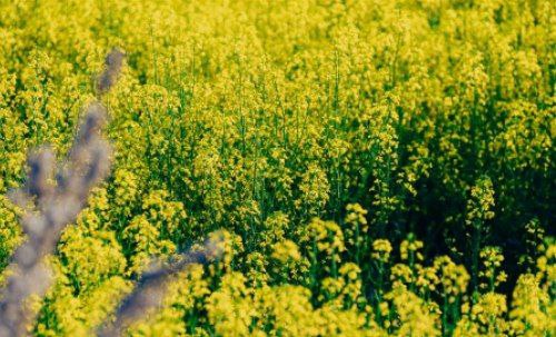 پیش بینی برداشت پنج هزار تن کلزا در آذربایجان شرقی