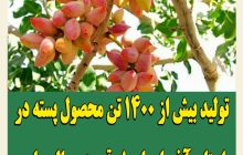 تولید بیش از ۱۴۰۰ تن محصول پسته در استان آذربایجان شرقی در سال جاری