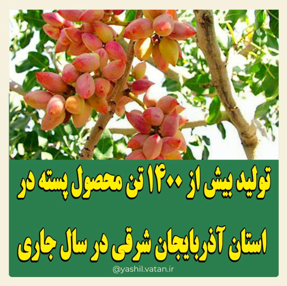 تولید بیش از ۱۴۰۰ تن محصول پسته در استان آذربایجان شرقی در سال جاری