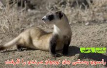 مرگ نوجوان مرندی بر اثر حمله راسو