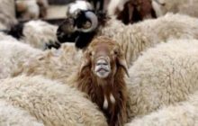 دستگیری سارق احشام در مرند