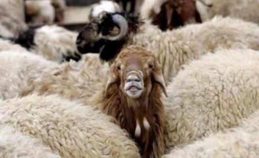 دستگیری سارق احشام در مرند
