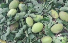 خسارت شدید تگرگ به باغات میاب