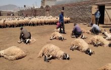 آغاز فصل برداشت پشم گوسفند ماکوئی درمنطقه یکانات مرند