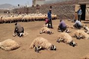  پیش بینی جمع آوری ۸۰۰ تن پشم در مرند