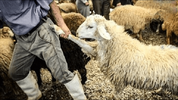 دستگیری سارقان احشام در مرند با کشف ۱۲۱ رأس گوسفند