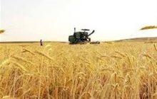 پیش‌بینی خرید بیش از ۱۰ میلیون تن گندم از کشاورزان