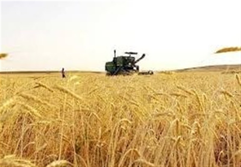 پیش‌بینی خرید بیش از ۱۰ میلیون تن گندم از کشاورزان