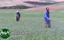 لزوم مبارزه با آفات و بیماریهای گندم در آذربایجان شرقی