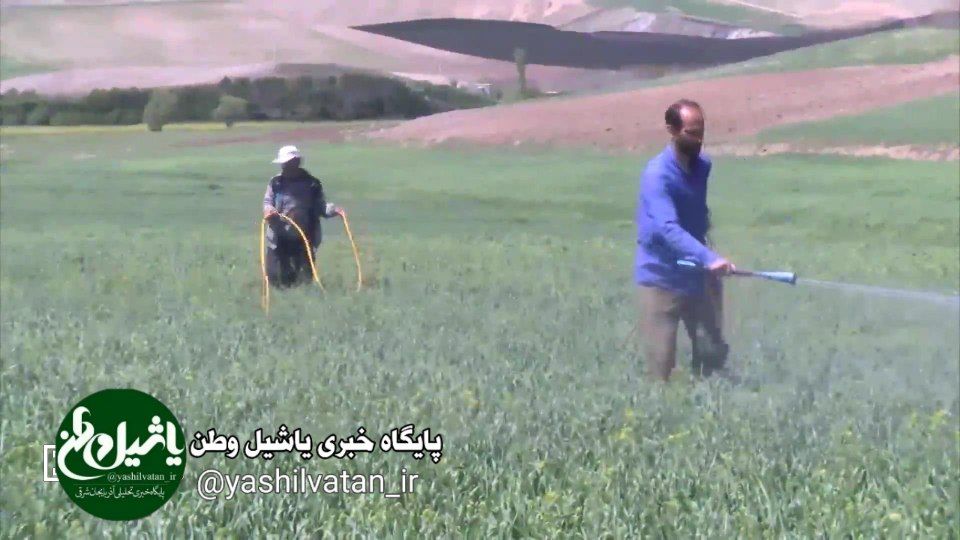 لزوم مبارزه با آفات و بیماریهای گندم در آذربایجان شرقی