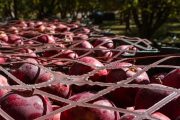 آذربایجان‌شرقی آماده برداشت ۷۰۰ هزار تن سیب است